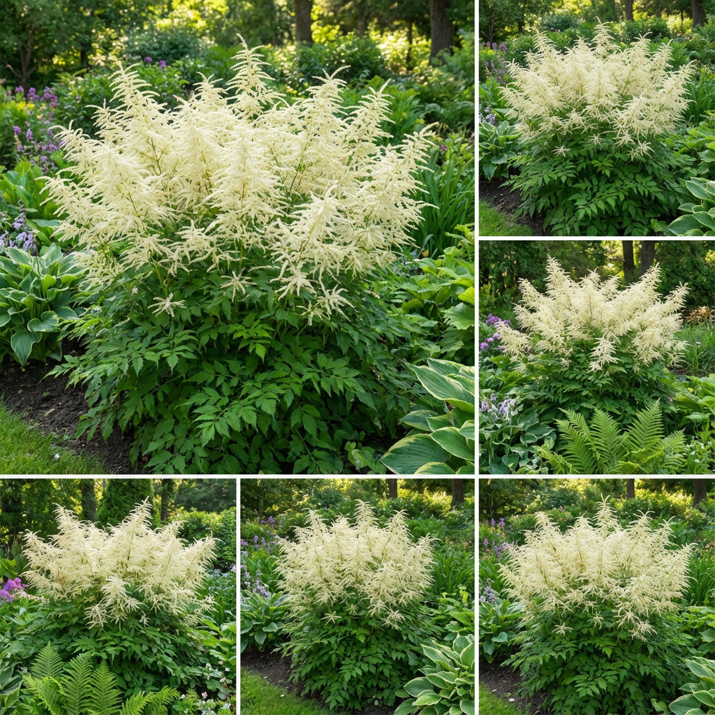 White Aruncus Dioicus Flower Seeds for Lush and Graceful Gardens - Seed for Stunning Floral Displays