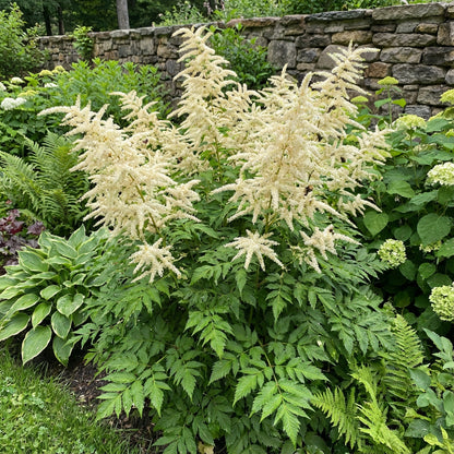 White Aruncus Dioicus Flower Seeds for Lush and Graceful Gardens - Seed for Stunning Floral Displays