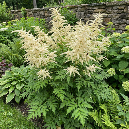 White Aruncus Dioicus Flower Seeds for Lush and Graceful Gardens - Seed for Stunning Floral Displays