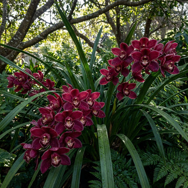 Burgundy Cymbidium Orchid Seeds for Planting