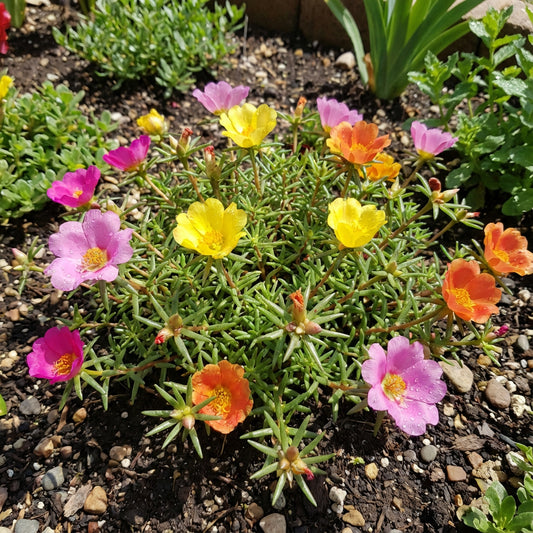 Portulaca Flower Planting Seeds - Brighten Your Garden with Vibrant Blooms