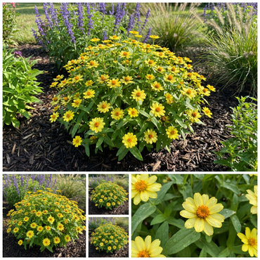 Yellow Profusion Flower Planting Seeds