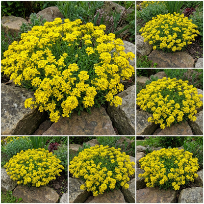 Yellow Aurinia Seeds for Garden Planting - Bright Floral Display