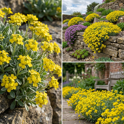 Yellow Aurinia Seeds for Garden Planting - Bright Floral Display