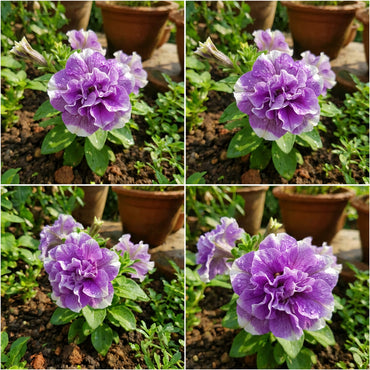 Violet White Double Petunia Flower Seeds  Premium Planting for Stunning Summer Blooms