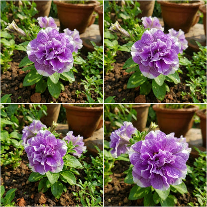 Violet White Double Petunia Flower Seeds  Premium Planting for Stunning Summer Blooms