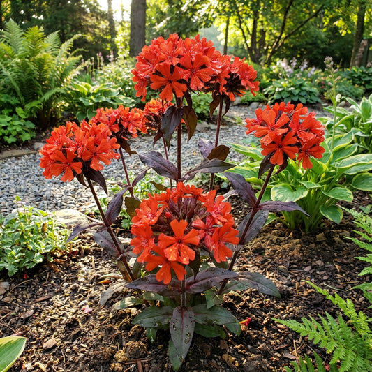 Red Orange Lychnis Arkwrightii Flower Planting  Seeds for Stunning Blooms in Your Garden