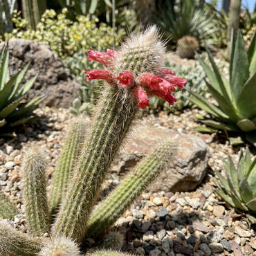 Arrojadoa Penicillata Seeds for Planting