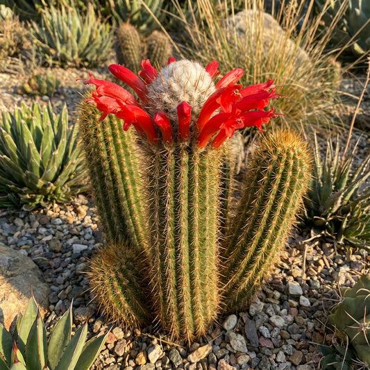 Arrojadoa Penicillata Seeds for Planting