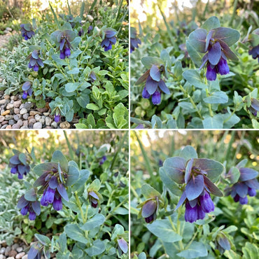 Blue Shrimp Flower Seeds for Planting