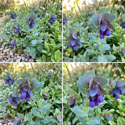 Blue Shrimp Flower Seeds for Planting