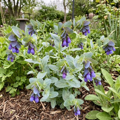 Blue Shrimp Flower Seeds for Planting
