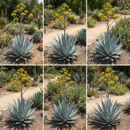 Blue Maguey Aloe Plant Seeds for Easy Planting