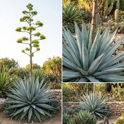 Blue Maguey Aloe Plant Seeds for Easy Planting
