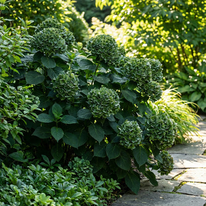 Dark Green Hydrangea Flower Seeds for Planting