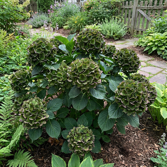 Dark Green Hydrangea Flower Seeds for Planting
