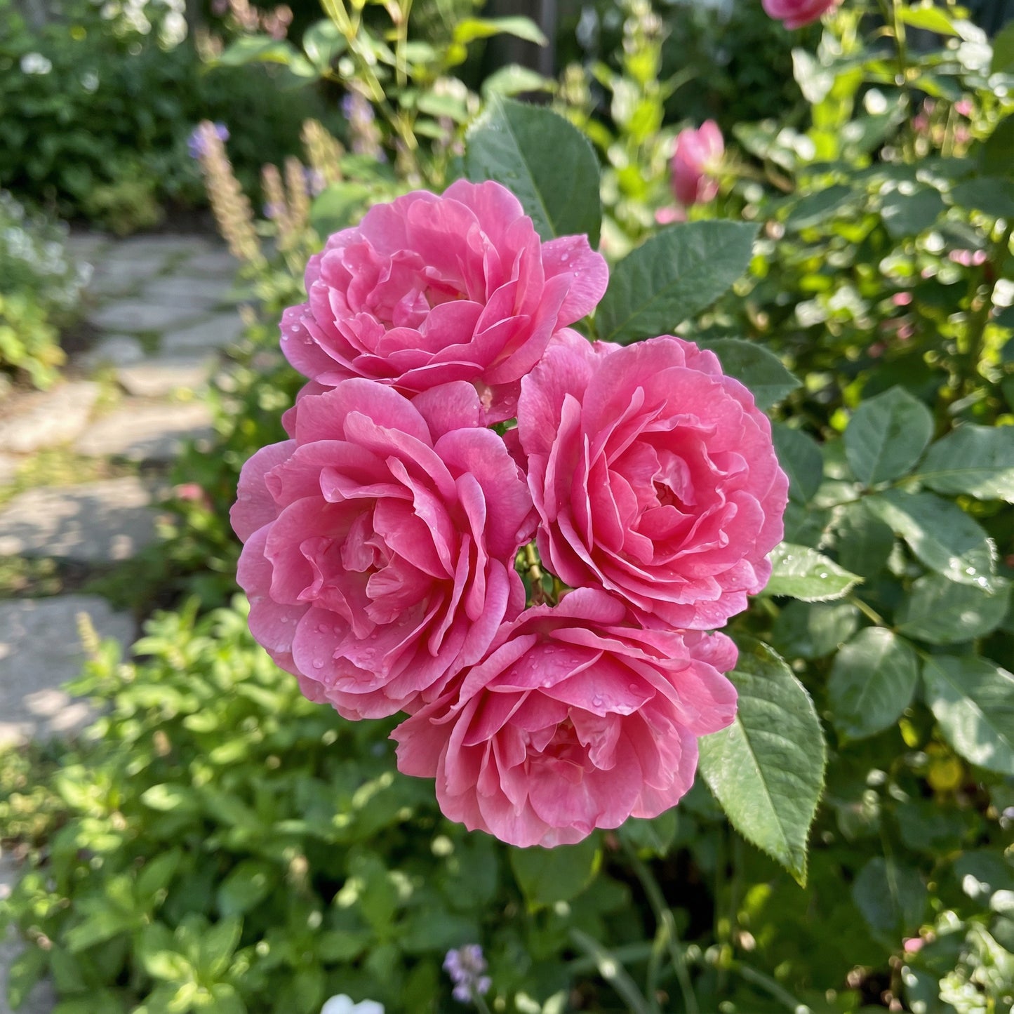 Rosensamen zum Pflanzen in Rosa – Verleihen Sie Ihrem Garten Anmut und Schönheit