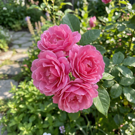 Rosensamen zum Pflanzen in Rosa – Verleihen Sie Ihrem Garten Anmut und Schönheit