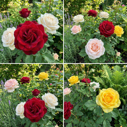 Holland Rose Flower Seeds for Planting: Vibrant Mixed Colors for a Stunning Garden Display