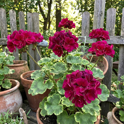 Dark Pink Geranium Flower Seeds for Planting