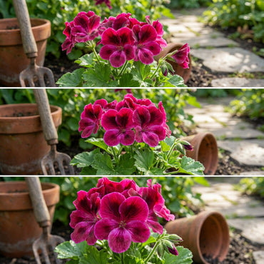 Dark Pink Geranium Flower Seeds for Planting