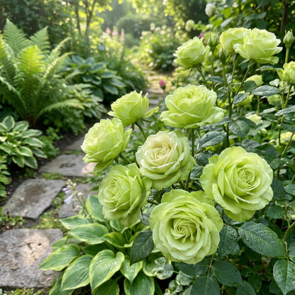 Green Rose Flower Seeds for Easy Planting