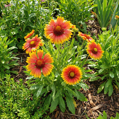Yellow Red Aristata Flower Seeds for Garden Planting  Vibrant Blooms
