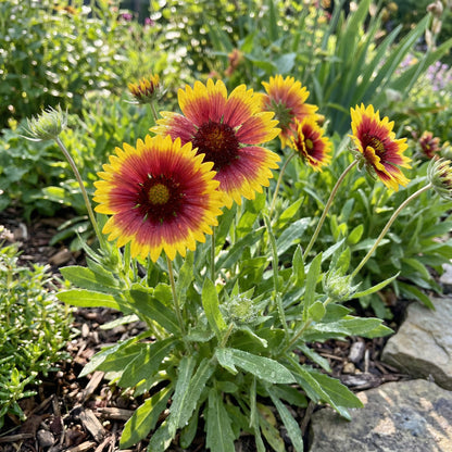 Yellow Red Aristata Flower Seeds for Garden Planting  Vibrant Blooms