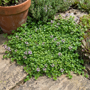 Graines de Menthe Corse Mini – Variété Ancienne, Non-OGM, Graines de Jardin Biologiques à Haute Germination pour la Plantation – Compacte et Savoureuse