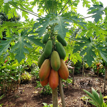 Taiwan Rote Damen-Papaya Fruchtsamen zum Pflanzen – Süße Tropische Erbstücksorte