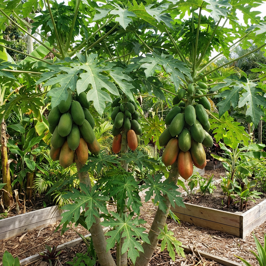 Taiwan Rote Damen-Papaya Fruchtsamen zum Pflanzen – Süße Tropische Erbstücksorte