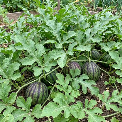 Green Purple Watermelon Seeds (Citrullus lanatus) – Heirloom Fruit Variety for Home Garden Planting