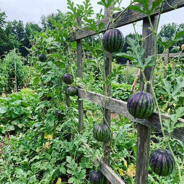 Green Purple Watermelon Seeds (Citrullus lanatus) – Heirloom Fruit Variety for Home Garden Planting