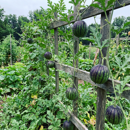 Green Purple Watermelon Seeds (Citrullus lanatus) – Heirloom Fruit Variety for Home Garden Planting