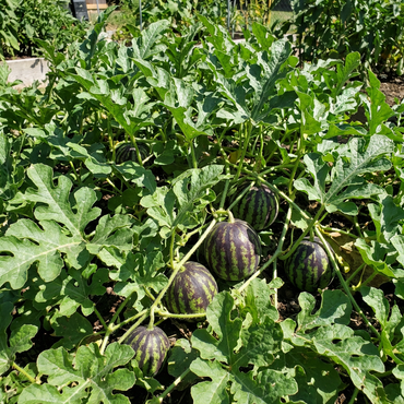 Green Purple Watermelon Fruit Seeds for Planting – Heirloom Garden Variety with Vibrant Flesh