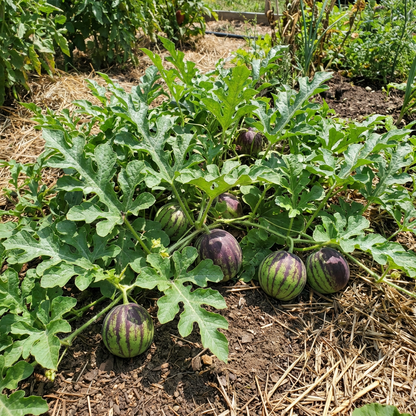 Green Purple Watermelon Fruit Seeds for Planting – Heirloom, Non-GMO, High Germination Organic Garden Seeds