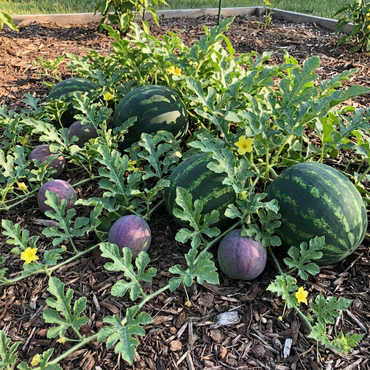 Green Purple Watermelon Fruit Seeds for Planting – Heirloom, Non-GMO, High Germination Organic Garden Seeds