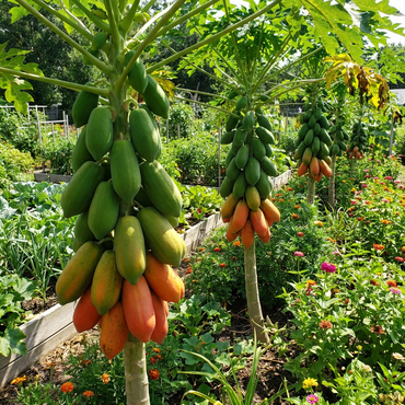 Rote Lady Papayafruchtsamen (Carica papaya) – Tropische Obstpflanze für warme Gartenklimate