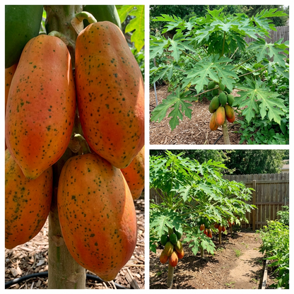 Red Lady Papaya Fruit Seeds for Planting – Sweet Tropical Variety for Home Gardens