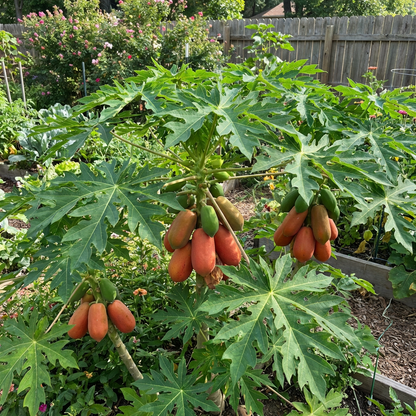 Red Lady Papaya Fruit Seeds for Planting – Heirloom Non-GMO High Germination Organic Garden Seeds