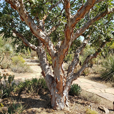 Boswellia Sacra Seeds for Planting - Heirloom, Non-GMO, High Germination Organic Frankincense Tree Seeds for Easy Growing