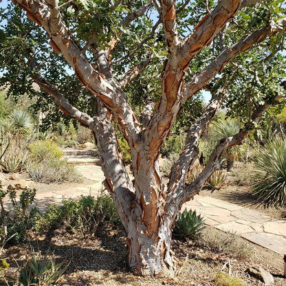 Boswellia Sacra Seeds for Planting - Heirloom, Non-GMO, High Germination Organic Frankincense Tree Seeds for Easy Growing
