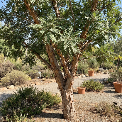 Boswellia Sacra Seeds for Planting - Heirloom, Non-GMO, High Germination Organic Frankincense Tree Seeds for Easy Growing