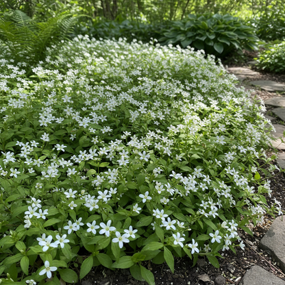 Sweet Woodruff Flower Seeds for Planting – Fragrant Ground Cover Blooms