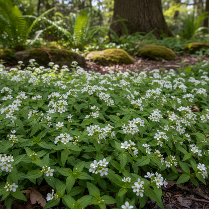 Sweet Woodruff (Galium odoratum) Flower Seeds for Fragrant Garden Blooms