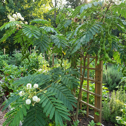 Ice Cream Bean (Inga edulis) Tropical Fruit Tree Seeds for Planting