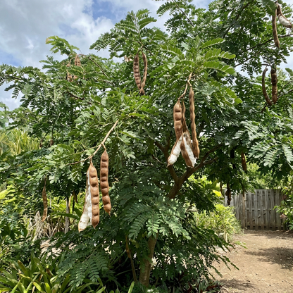 Ice Cream Bean (Inga edulis) Tropical Fruit Tree Seeds for Planting
