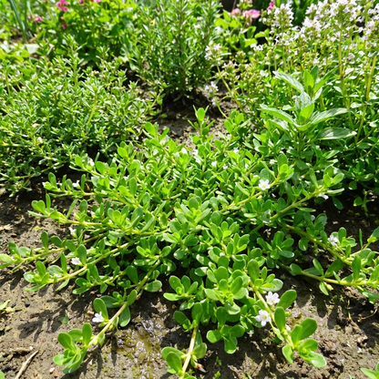 ブラーミ（バコパ・モニエリ）種子 – 伝統種 非遺伝子組換え 薬草植物 家庭菜園用