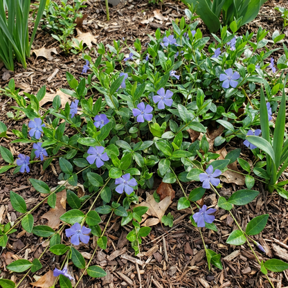 Immergrün-Blumensamen zum Pflanzen – Erbstück, Nicht-GVO, Hochkeimfähige Gartensamen