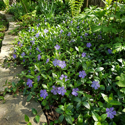 Vinca Minor (Periwinkle) Flower Seeds for Planting – Heirloom, Non-GMO, Hardy Evergreen Groundcover Seeds